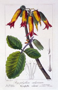 Bryophyllum calycinum、またはカランコエピンナータ、1836年（手描きの彫刻） 作： Pancrace Bessa